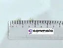 Pearl 6mm 3.webp