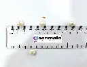 Pearl 8mm 3.webp