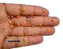 Knd PL D4 Orange 2.webp