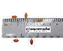 Kundan PL Eye 8mm Orange-3.webp