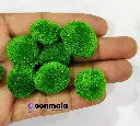 Pom Green 2.webp