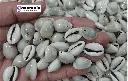 NGK 24mm 2.webp