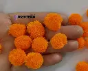 Pom orange 2.webp