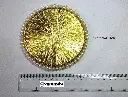 Full gota Rings 4.6 inch-4.webp