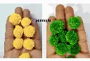 Pom Y&G 2.webp