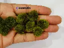 Pom Mehndi Green 2.webp