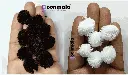 Pom B&W 1.webp