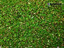Kundan stone For Jewellery making, Bangles Embroidery Craft & Cloth Works, Resin Eye Kundan 4x8mm, 500 pieces, Green