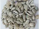 Natural Sea Shell/Cowrie/Kodi for Craft, Jewellery, Work Grey colour 18 mm (000 Size)