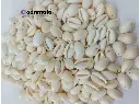 Natural Sea Shell/Cowrie/Kodi for Craft, Jewellery, Work White colour 18 mm (000 Size)