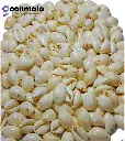 Natural Sea Shell/Cowrie/Kodi for Craft, Jewellery, Work White colour 24 mm (0 Size)
