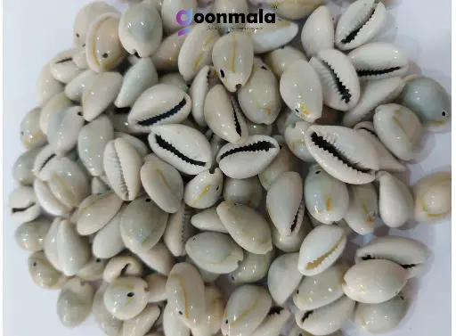 Natural Sea Shell/Cowrie/Kodi for Craft, Jewellery, Work Grey colour 18 mm (000 Size)