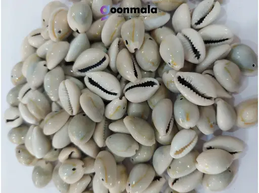 Natural Sea Shell/Cowrie/Kodi for Craft, Jewellery, Work Grey colour 24 mm (0 Size)