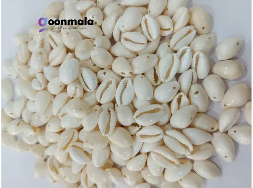 Natural Sea Shell/Cowrie/Kodi for Craft, Jewellery, Work White colour 18 mm (000 Size)